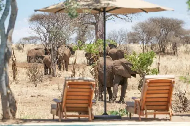 Tailor Made Holidays & Bespoke Packages for Nimali Tarangire Lodge